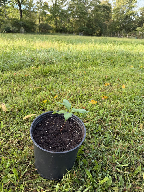 American Persimmon