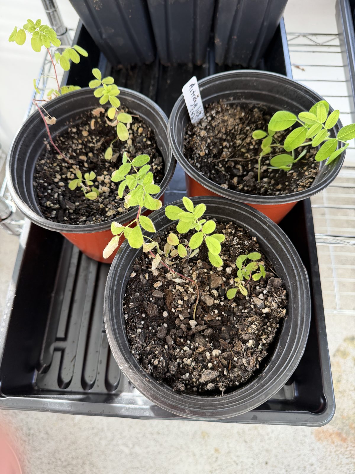 Astragalus (Huang Qi) plants in pots at Rose Sharon Gardens