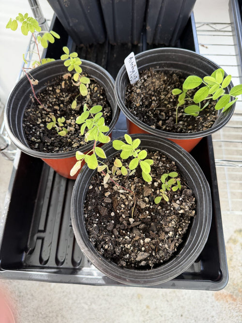 Astragalus (Huang Qi) plants in pots at Rose Sharon Gardens