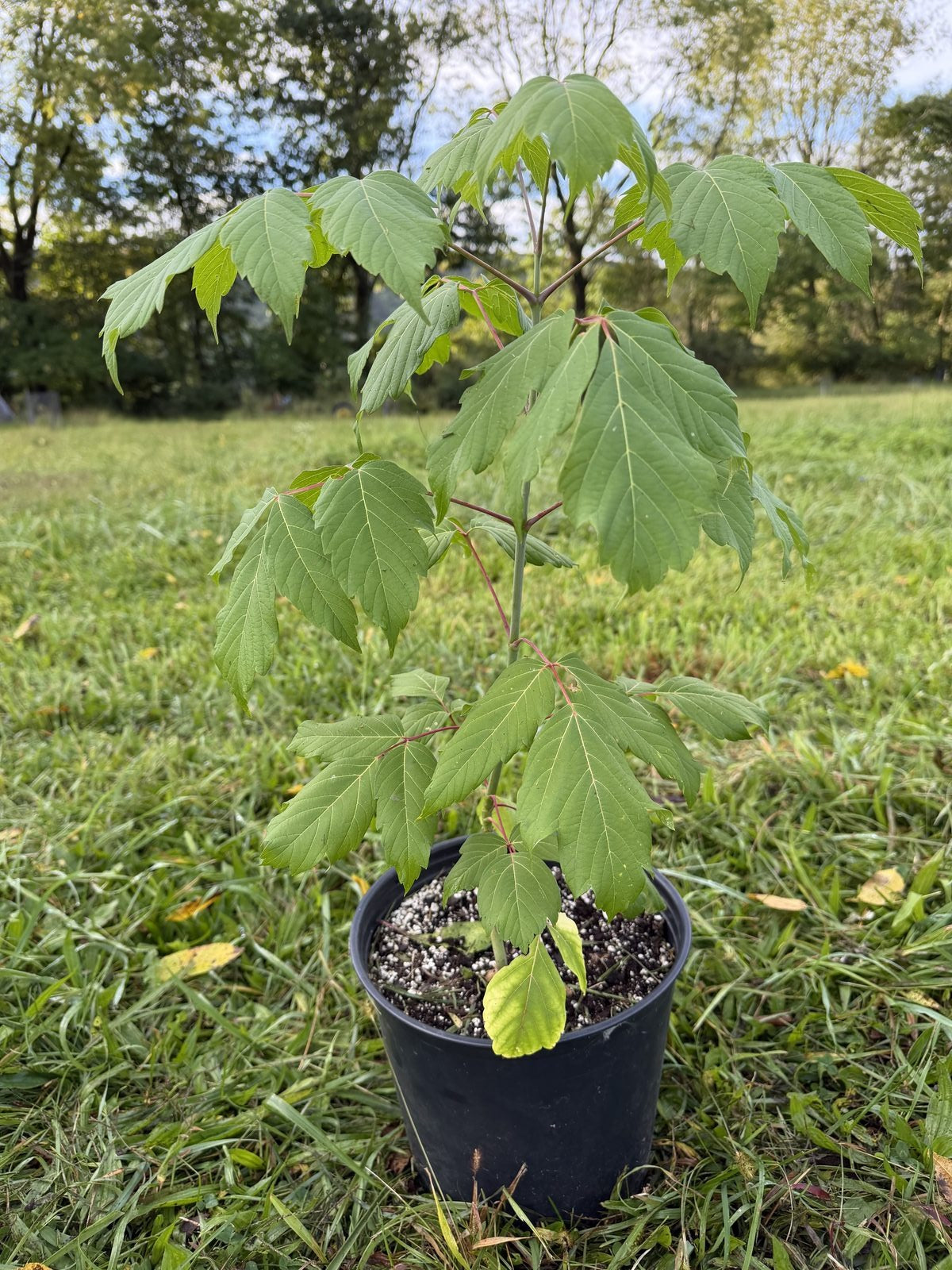 Box Elder Maple