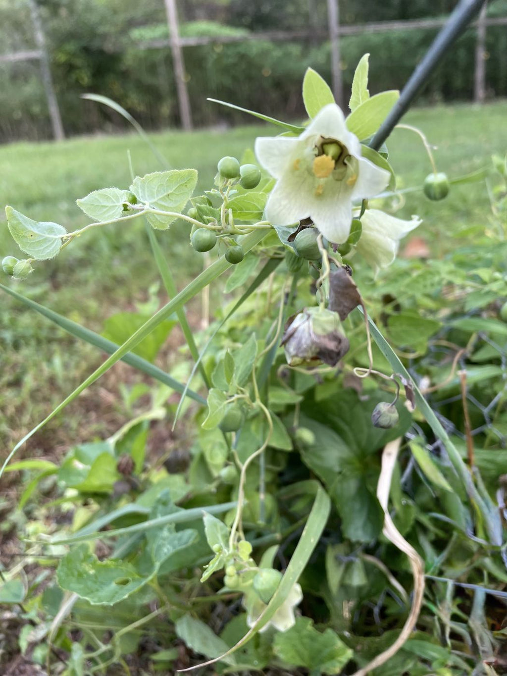 Codonopsis / Dang Shen in flower