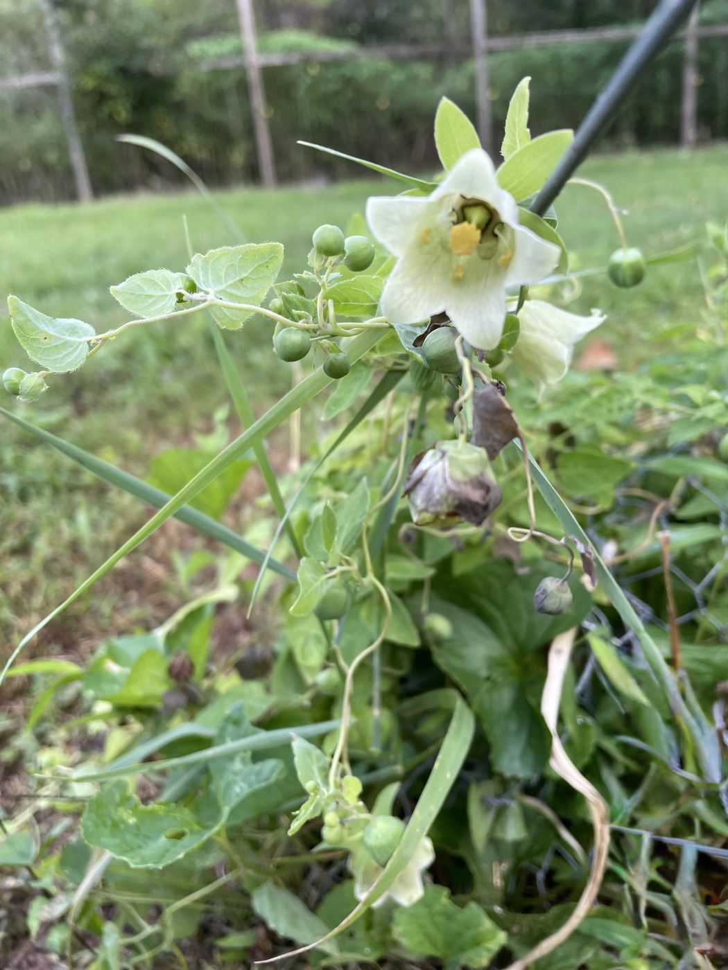 Codonopsis / Dang Shen in flower