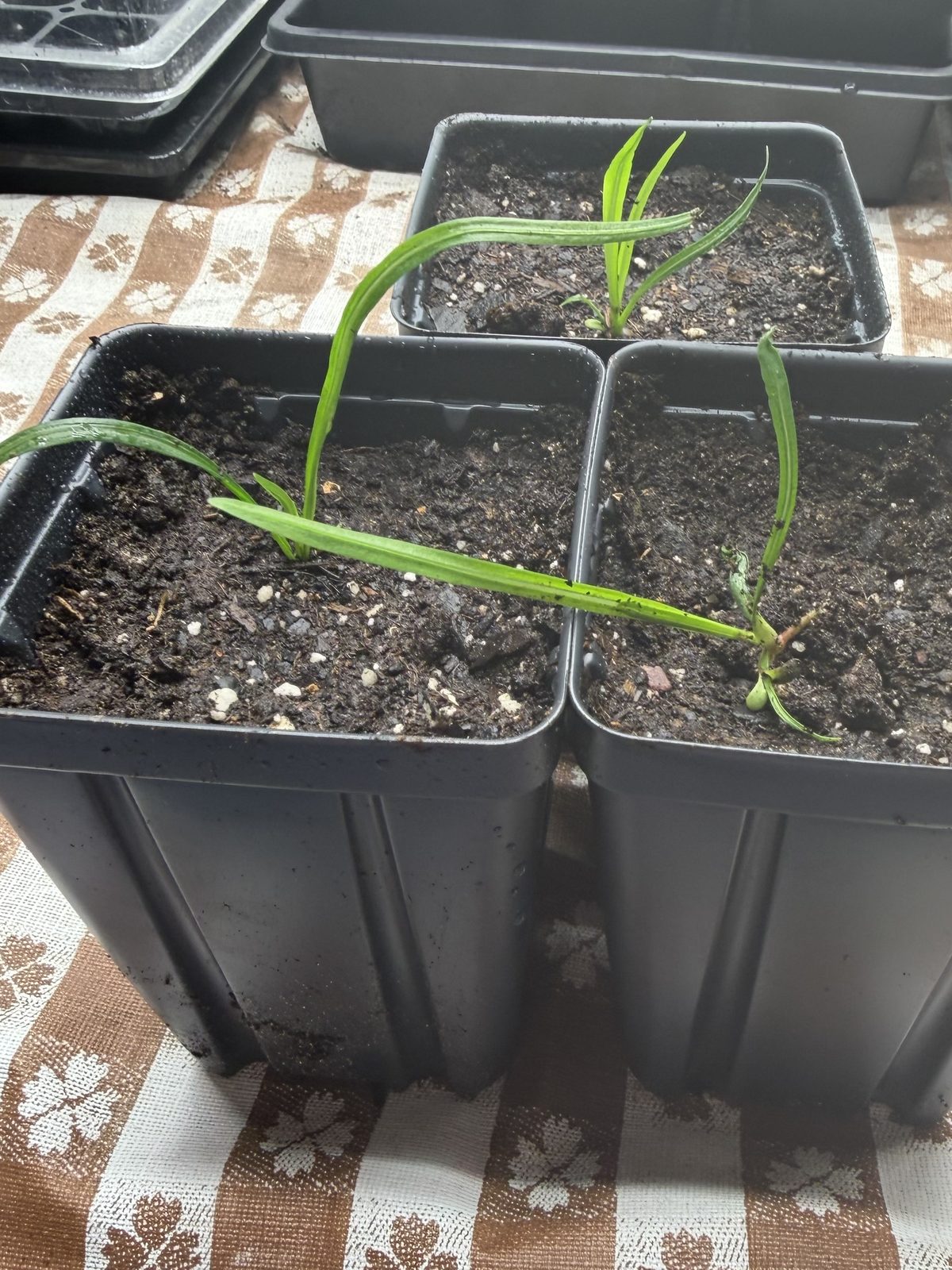 Dense Blazing Star (Liatris spicata) in pots