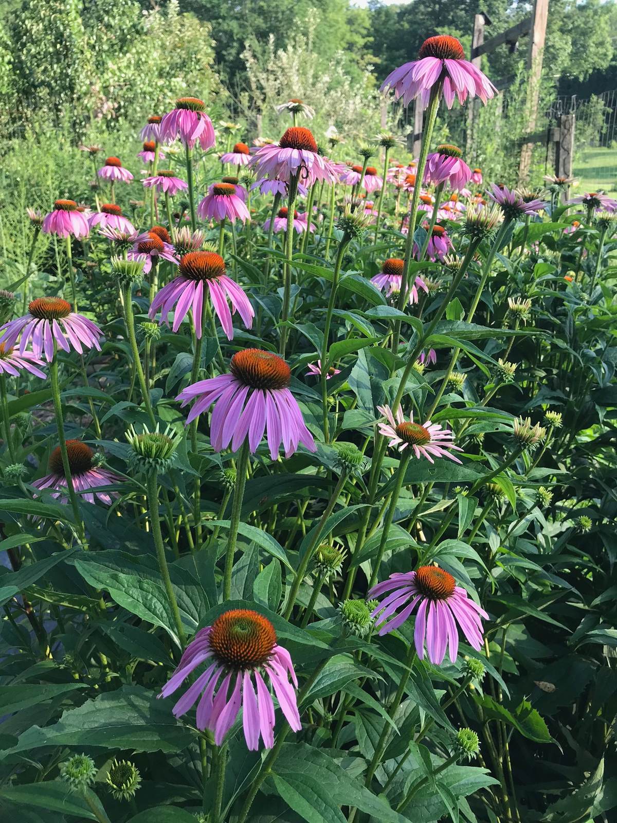 Purple Coneflower (Echinacea purpurea)