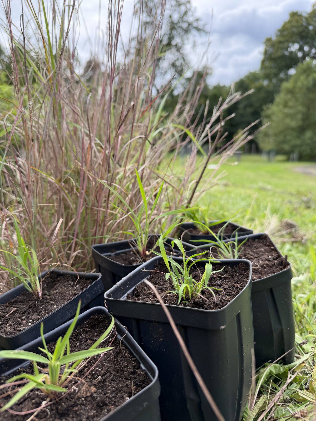 Little Bluestem grass in pots at Rose Sharon Gardens