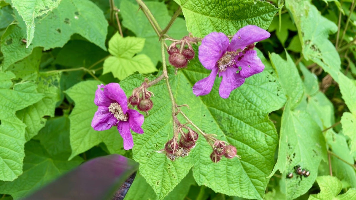 Purple Flowering Raspberry