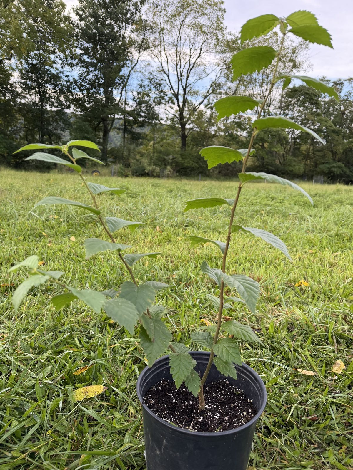 Slippery Elm