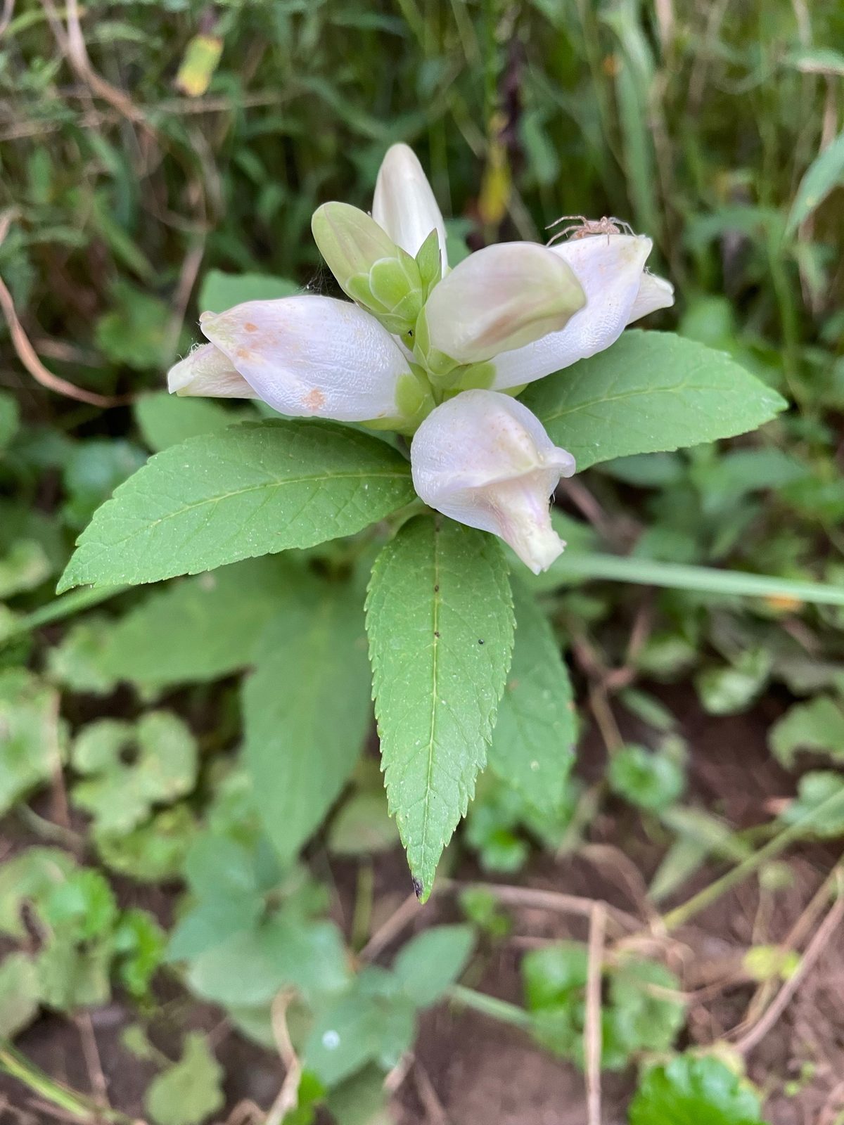 White Turtlehead in bloom
